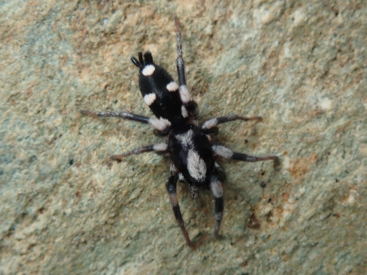 Poecilochroa sp